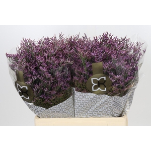 Limonium ov Piuma Sky