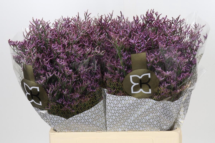 <h4>Limonium ov Piuma Sky</h4>
