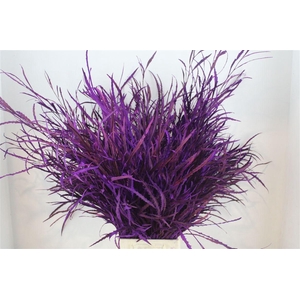 Grevillea Kbh Lila 200gr