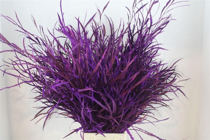 <h4>Grevillea Kbh Lila 200gr</h4>