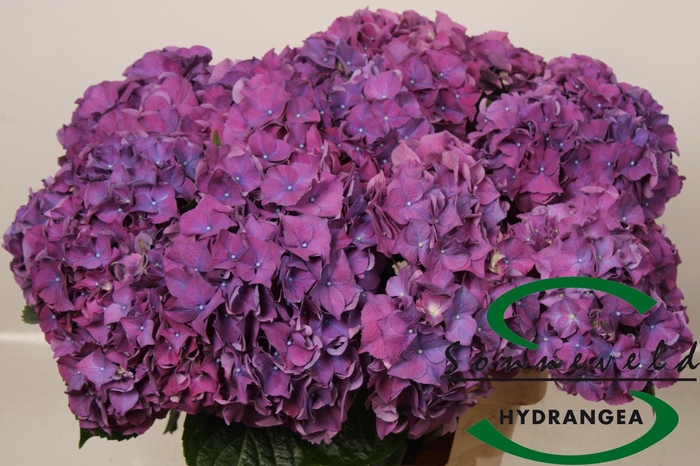 <h4>HYDR M CH RODEO PA</h4>