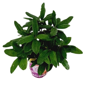 Rhododendron 30-35 /2 liter 'Paars' met potcover