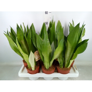 Sansevieria trifa. 'Moonshine'