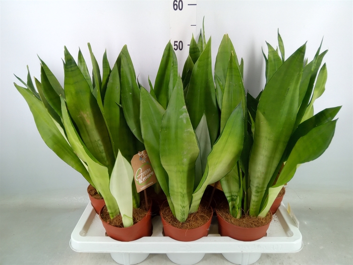 <h4>Sansevieria trifa. 'Moonshine'</h4>