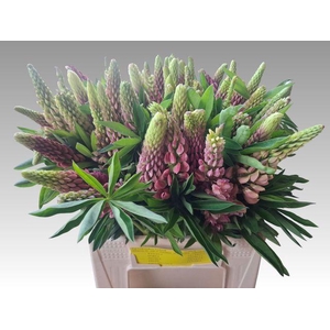 Lupinus