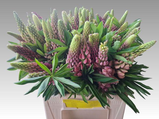 <h4>Lupinus</h4>
