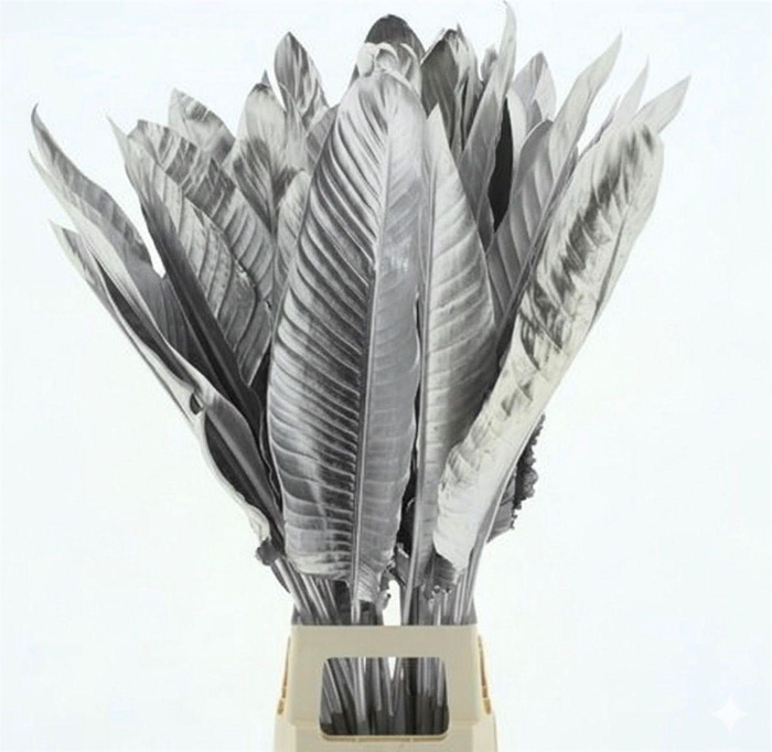 <h4>Strelit Blad Zilver</h4>