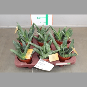 ALOE OVERIG