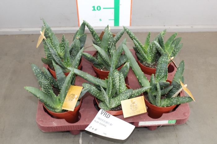 ALOE OVERIG