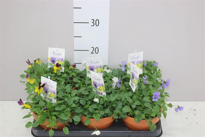 <h4>Viola End F1 Gemengd Stenen Pot</h4>