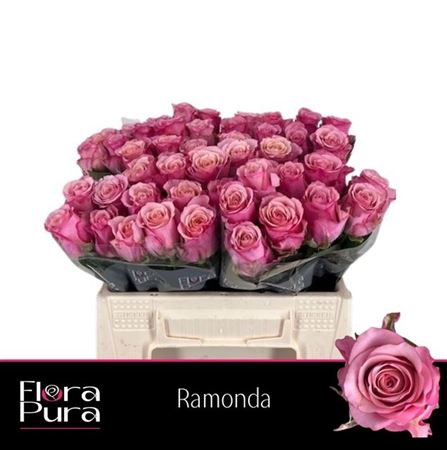 <h4>Rosa a grande fleur Ramonda</h4>