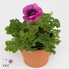 Anemone cor. 'Harmony Orchid'