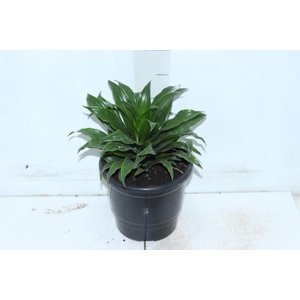 DRACENA COMPACTA P17