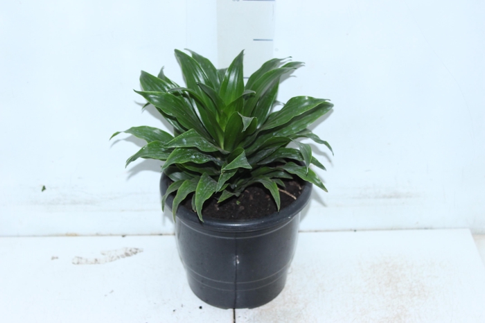 <h4>DRACENA COMPACTA P17</h4>