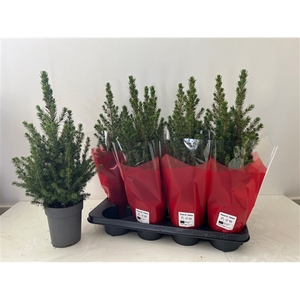 Picea glauca Conica P13H Hoes Red