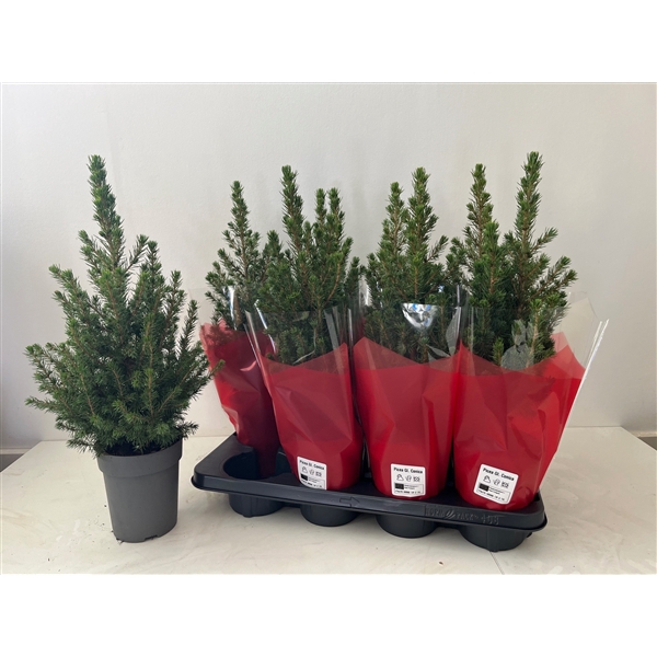 <h4>Picea glauca Conica P13H Hoes Red</h4>