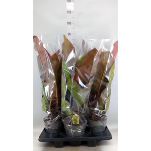 Philodendron   ...