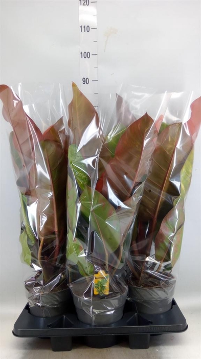 <h4>Philodendron   ...</h4>
