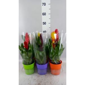 Vriesea   ...mix 6