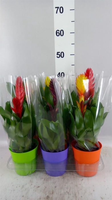 <h4>Vriesea   ...mix 6</h4>