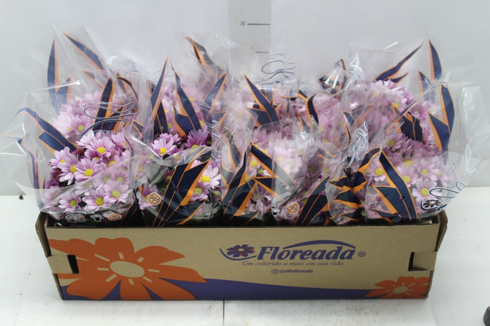 <h4>CRISANTEMO BOLA BELGA P11 ROSA</h4>