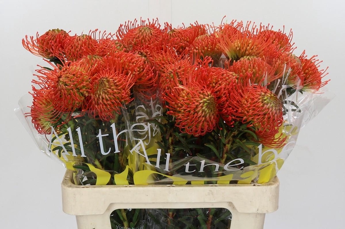 <h4>Nutans Succession</h4>