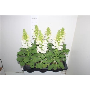 Digitalis White