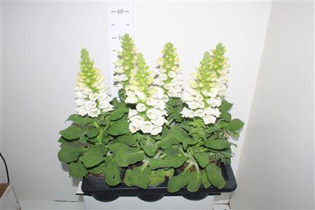 <h4>Digitalis White</h4>