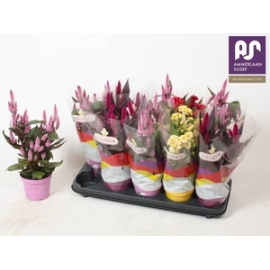 Celosia arg.   ...mix