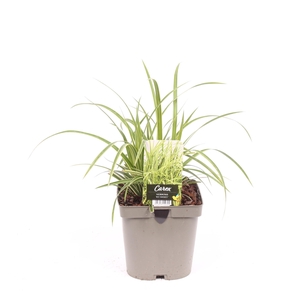 Carex morrowii 'Ice Dance'