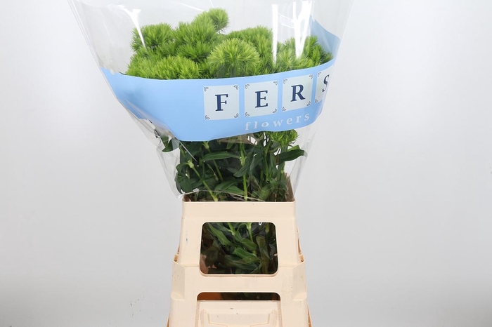 <h4>Di Barb Green Wicky</h4>