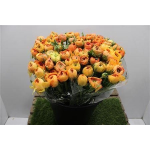 Ranunculus Elegance Salmon