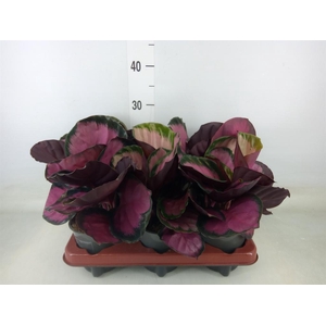 Calathea roseopicta 'Crimson'