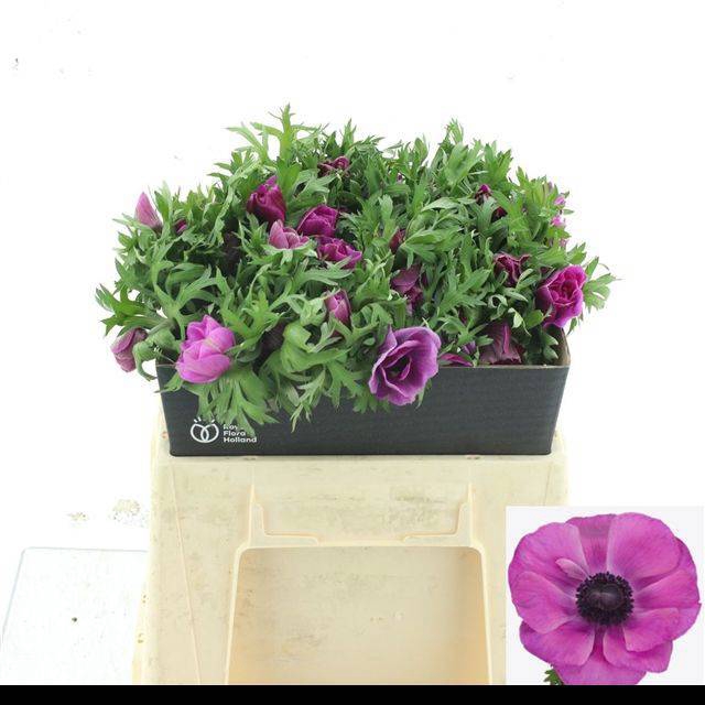 <h4>ANEM CO MIS + FUCSIA</h4>