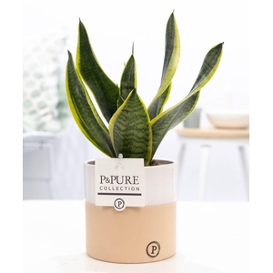 Sansevieria Trif. 