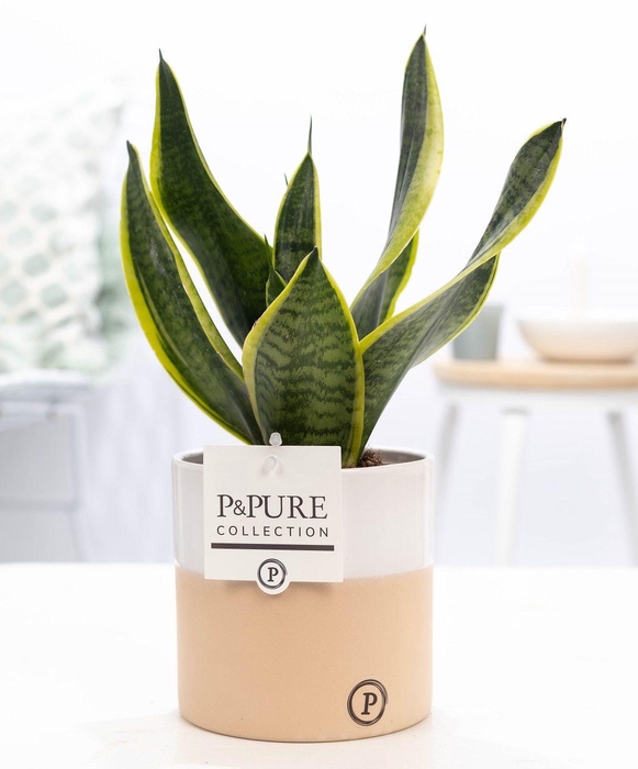 <h4>Sansevieria Trif. "Futura Superba" in P&PURE Rosy ceramics</h4>