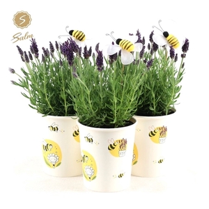 Lavandula st. 'Anouk'® Collection P12 in Cup Bee + Bee