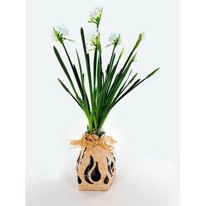 Bunchy Bulbs Paperwhite