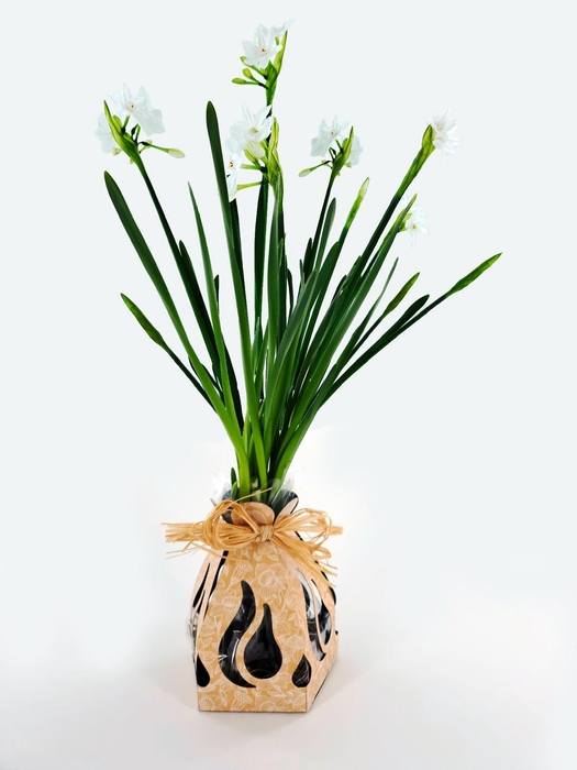 <h4>Bunchy Bulbs Paperwhite</h4>