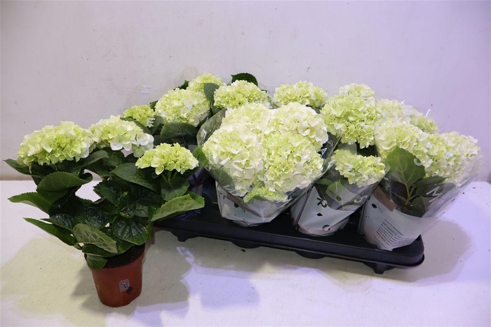 <h4>Hydr M Wudu</h4>