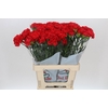 Dianthus St Arona