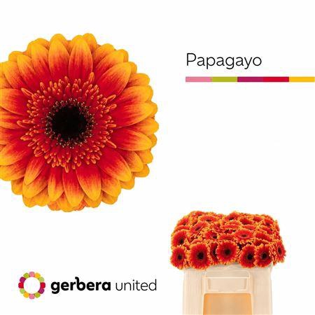 <h4>GE MI PAPAGAYO</h4>