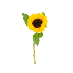 GIRASSOL 080 CM