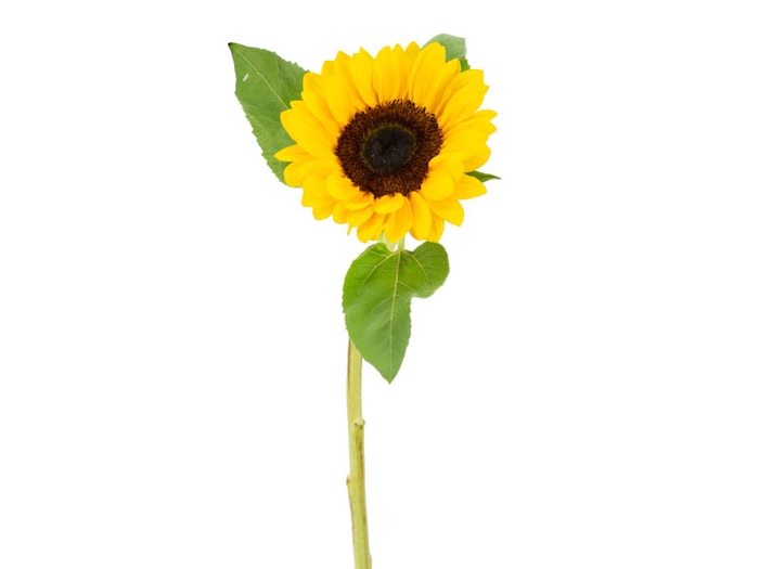 GIRASSOL 080 CM
