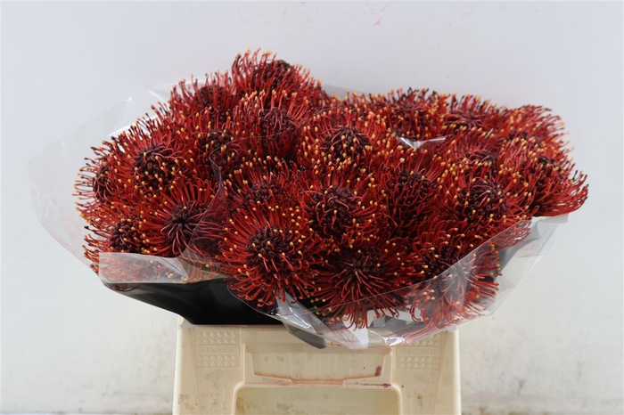<h4>Leuco Klbh Bordeaux</h4>