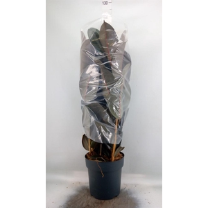 Ficus elastica 'Abidjan'