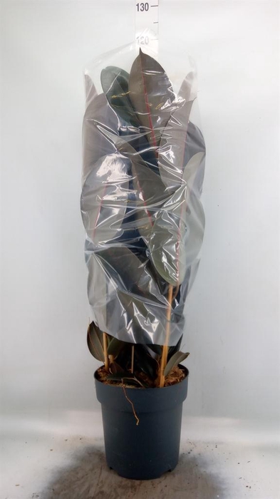 <h4>Ficus elastica 'Abidjan'</h4>