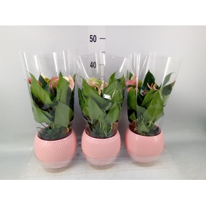Anthurium   ...mix