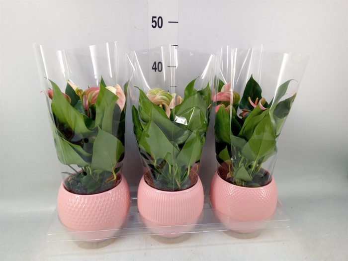 <h4>Anthurium   ...mix</h4>