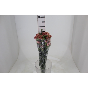 CRAVO SPRAY MISS ROSE 070 CM